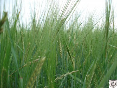 cereals-16638_960_720